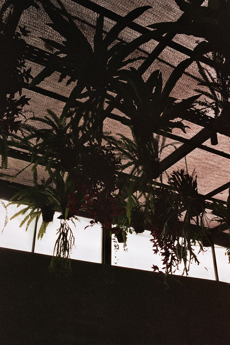 ceiling plants