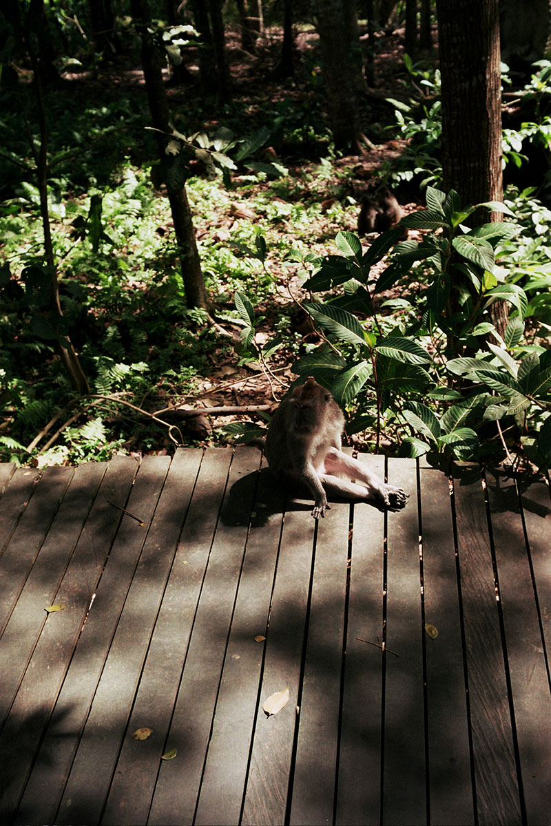 monkeys
