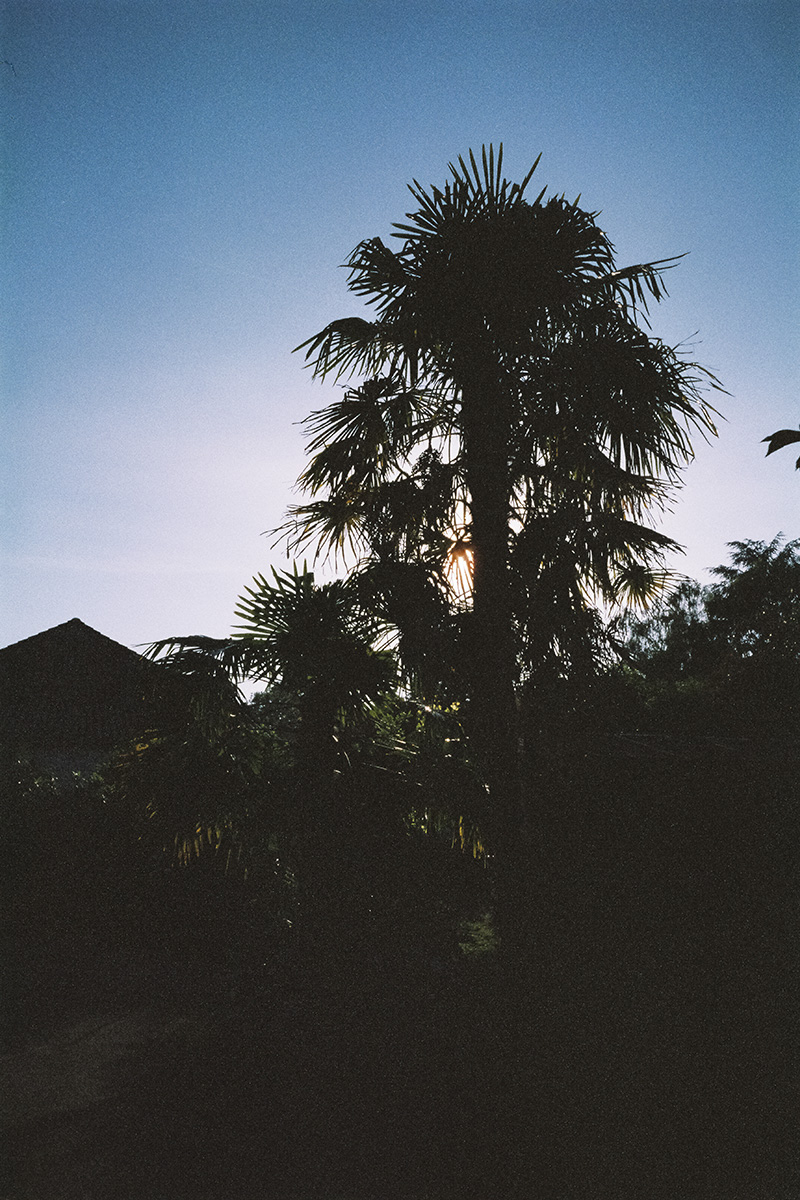 palm tree
