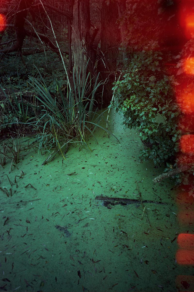 bog