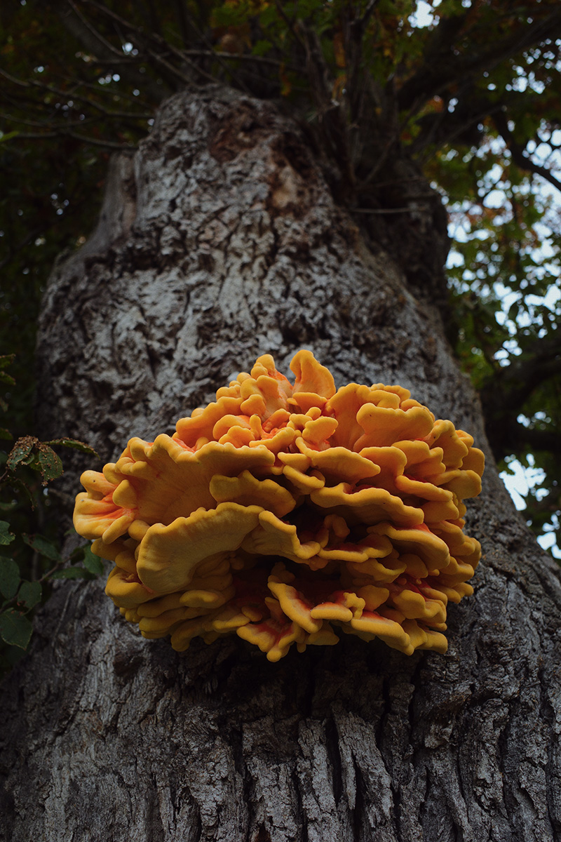 mega mushroom