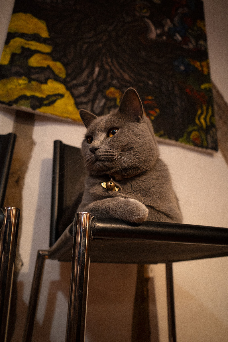 cat being cat