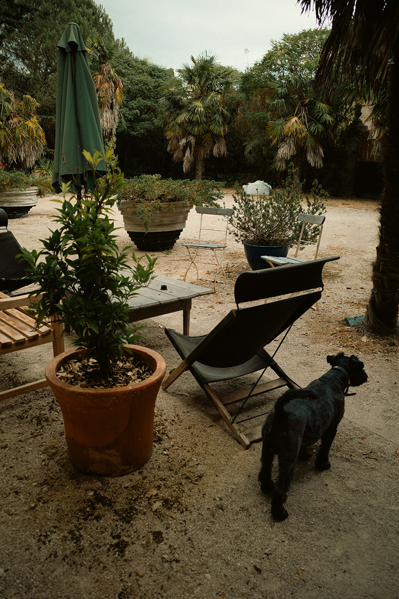 dog outside